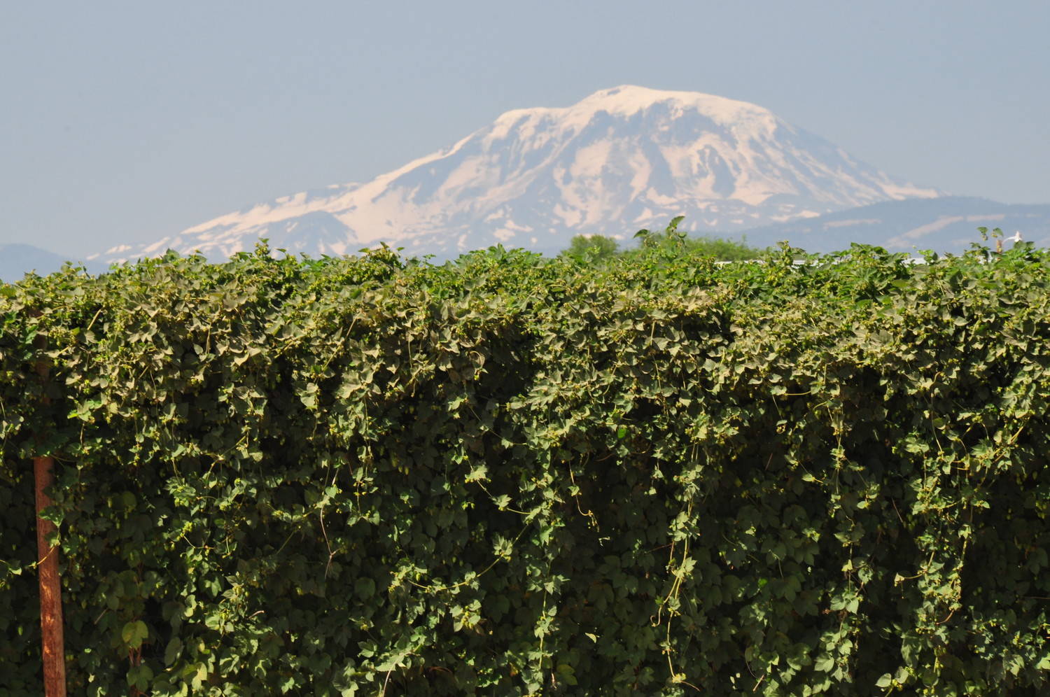 Yakima Valley Hops